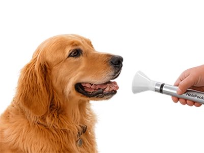 Salt therapy for dogs and cats